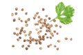 Coriander seed and leaves isolated on white background. Top view. Flat lay pattern Royalty Free Stock Photo