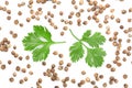 Coriander seed and leaves isolated on white background. Top view. Flat lay pattern Royalty Free Stock Photo