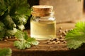 Coriander seed oil in a glass bottle on a rustic wooden background Royalty Free Stock Photo