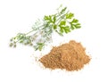 Coriander seed's powder. It is also known as Chinese parsley, dhania or cilantro. With flowering Plant Isolated.