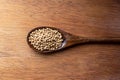 Coriander seed, spices, in wooden spoon on rustic wood table background Royalty Free Stock Photo
