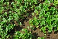 Coriander seedlings