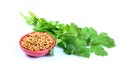 Coriander seeds Royalty Free Stock Photo