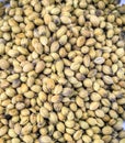 Coriander seeds (Coriandrum sativum)