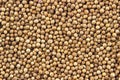 Coriander seeds Royalty Free Stock Photo