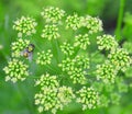 Coriander seeds, fresh green cilantro leaves on wooden background. Royalty Free Stock Photo