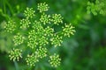 Coriander seeds, fresh green cilantro leaves on wooden background. Royalty Free Stock Photo