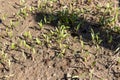 Coriander seeds germinate closeup view Royalty Free Stock Photo