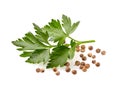 Coriander seeds isolated on white background