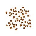 Coriander seeds isolated on white background. Watercolor illustration
