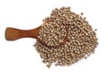 Coriander seeds in wood spoon on white background Royalty Free Stock Photo