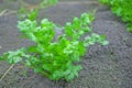 Coriander Thailand, Coriander in Thailand, Coriander in asian