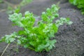 Coriander Thailand, Coriander in Thailand, Coriander in asian