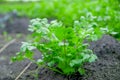 Coriander Thailand, Coriander in Thailand, Coriander in asian