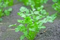 Coriander Thailand, Coriander in Thailand, Coriander in asian