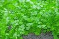 Coriander Thailand, Coriander in Thailand, Coriander in asian