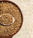 Coriander is a valuable antiscorbutic