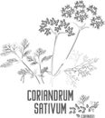 Coriandrum sativum plant contour vector illustration