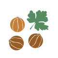 Coriander vector hand drawn illustration. Isolated spice object.