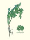 Coriander vector hand drawn illustration set.