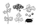 Coriander vector hand drawn illustration set. Isolated spice