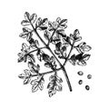 Coriander vector illustrations. Hand drawn kitchen spice drawing. Parsley sketches collection. Organic vegetarian product. Perfect