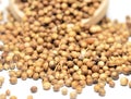 Coriander