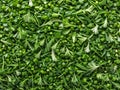 Coriandrum sativum green for cooking