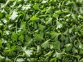 Coriandrum sativum green for cooking