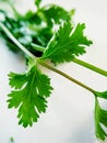 Coriandrum sativum green leaf salad natural oragnic healthy raw veggies stem xylem Royalty Free Stock Photo