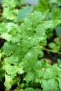 Coriandrum sativum plant in nature garden