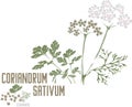 Coriandrum sativum plant silhouette in color image vector illustration