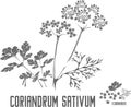 Coriandrum sativum plant silhouette vector illustration