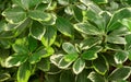 Corinocarpus is an elegant and original houseplant with beautiful large glossy leaves