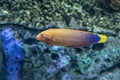 Coral - tropical fish - African coris Royalty Free Stock Photo