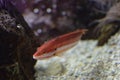 coris julis swimming next to the stone. The maiden or budiÃÆÃÂ³n is a teleost fish of the family Labridae, of the suborder of the Royalty Free Stock Photo