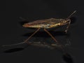 Corixidae - Water boatman