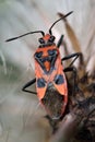 Corizus hyoscyami bug on thistle seedhead Royalty Free Stock Photo