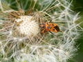 Corizus hyoscyami commonly called the cinnamon bug or black and red squash bug. Royalty Free Stock Photo