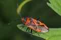 Corizus hyoscyami, Corizus hyoscyami common name cinnamon bug or black and red squash bug is a species of scentless plant bug belo Royalty Free Stock Photo