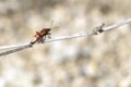 Corizus hyoscyami, a red bug of the Rhopalidae family Royalty Free Stock Photo