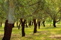 Cork oak Royalty Free Stock Photo