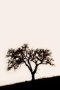 Cork Oak Royalty Free Stock Photo