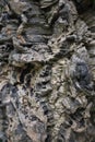 Cork oak bark Royalty Free Stock Photo