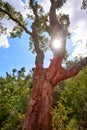 Cork oak in Espadan Sierra forest Royalty Free Stock Photo