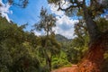 Espadan forest in Castellon Royalty Free Stock Photo