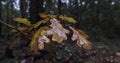 Cork oak leaves in the forest in autumn, turning brown. Wet leaves on a rainy fall day. Royalty Free Stock Photo