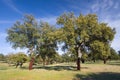 Cork oak, Monfrague, Caceres Royalty Free Stock Photo