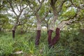 Cork oak Quercus suber On the `Giara di Gesturi` Royalty Free Stock Photo