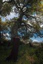 Cork oak Quercus suber On the `Giara di Gesturi`